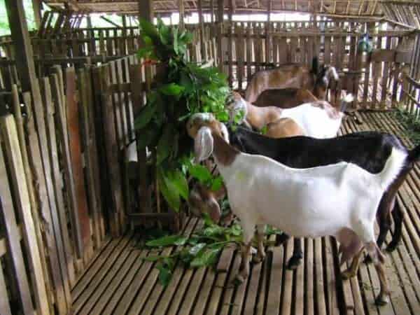 khẩu phần ăn cho dê