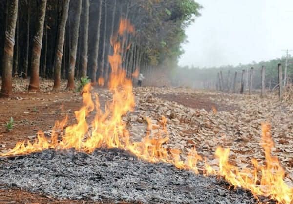 lá cao su