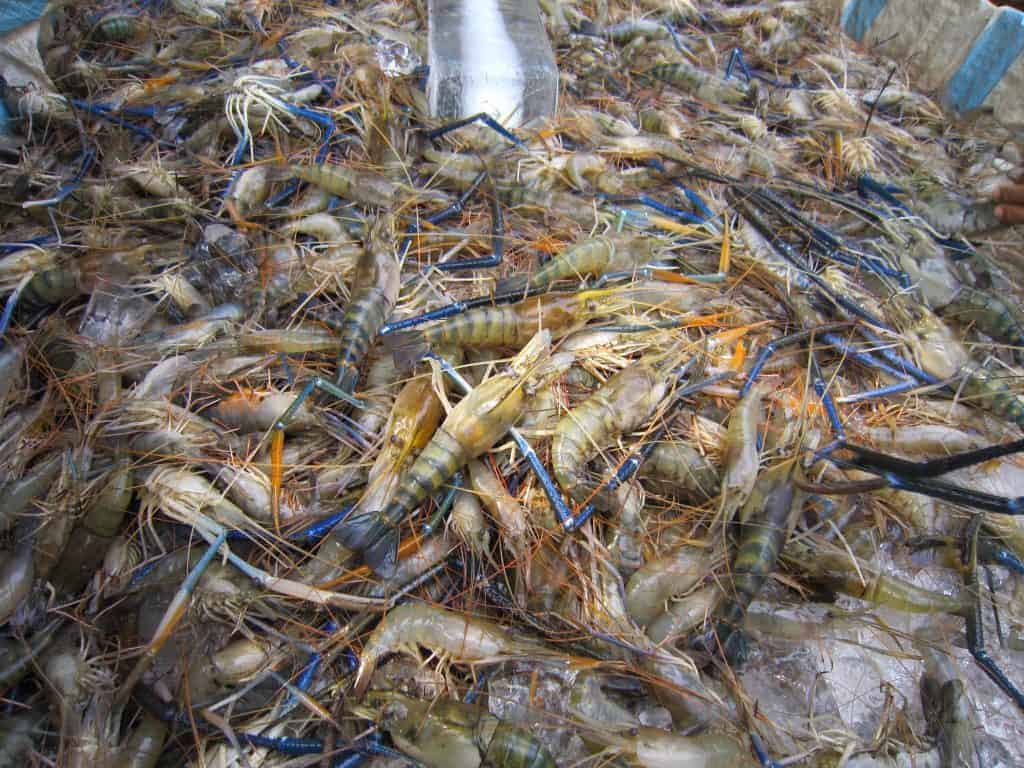 bệnh nuôi tôm càng xanh