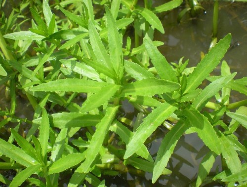 rau ngổ, trồng rau ngổ