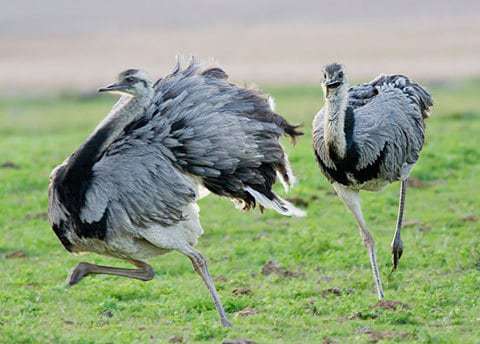 bệnh Newcastle ở đà điểu