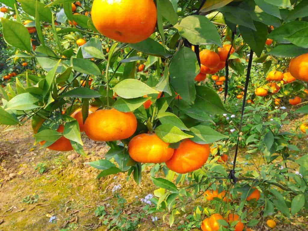 trồng cam mùa nghịch