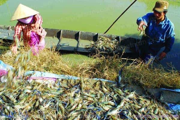 sản xuất giống tôm càng xanh