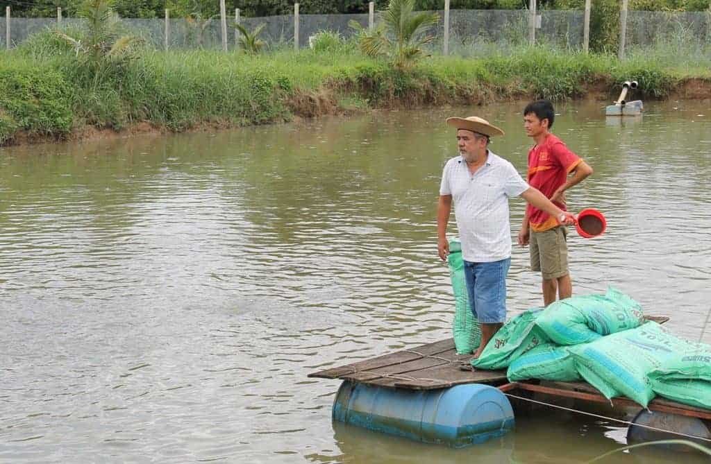 nuôi cá lóc trong ao đất