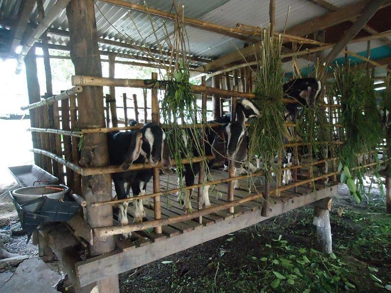 khẩu phần ăn cho dê