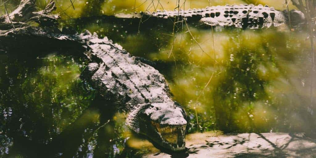 trị bệnh nuôi cá sấu