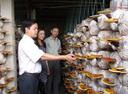 nấm sò đùi gà