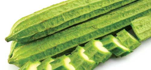 trồng mướp khía