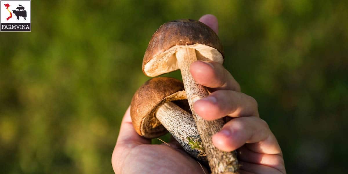 bệnh ở nấm trồng