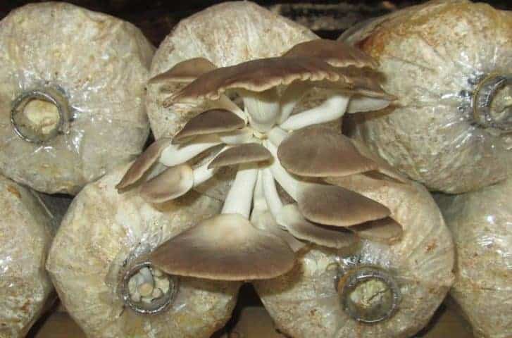 trồng nấm bào ngư Nhật