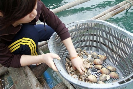 kỹ thuật nuôi ngao