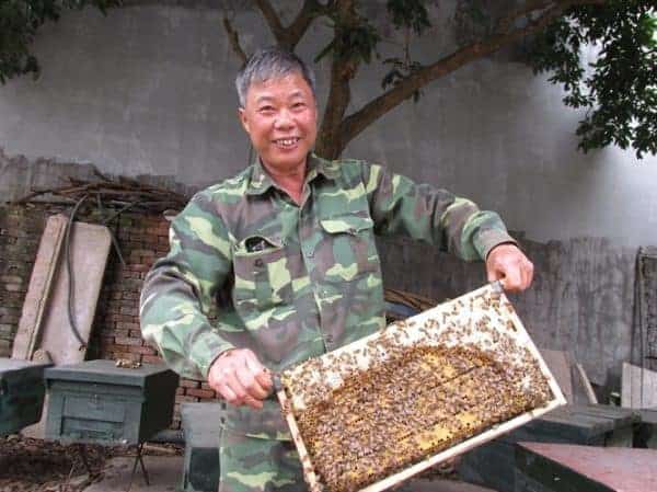 kỹ thuật nuôi ong