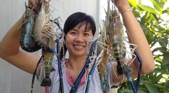 nuôi tôm càng xanh trong mương vườn