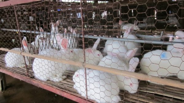 các giống thỏ tốt