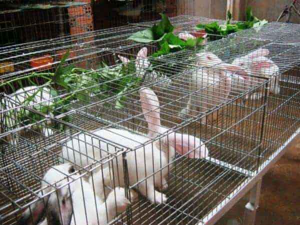 thỏ đem lại hiệu quả cao