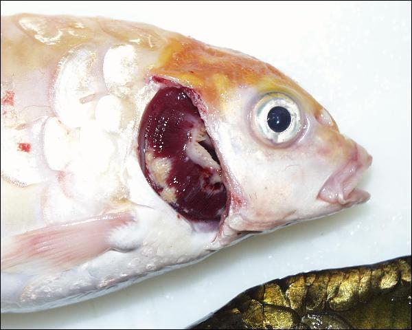 bệnh thường gặp cá chép Nhật