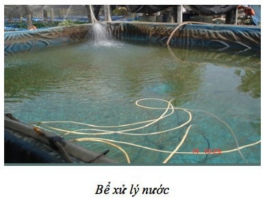 cá chép Nhật thương phẩm