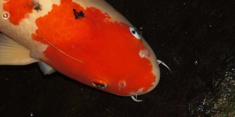 cá chép Nhật thương phẩm