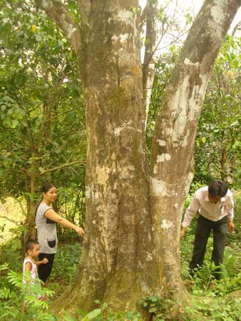 cây dó bầu