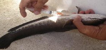 kích thích cá lóc sinh sản