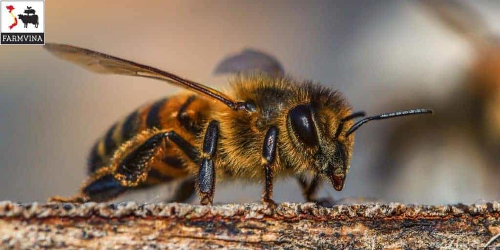 khởi nghiệp nuôi ong