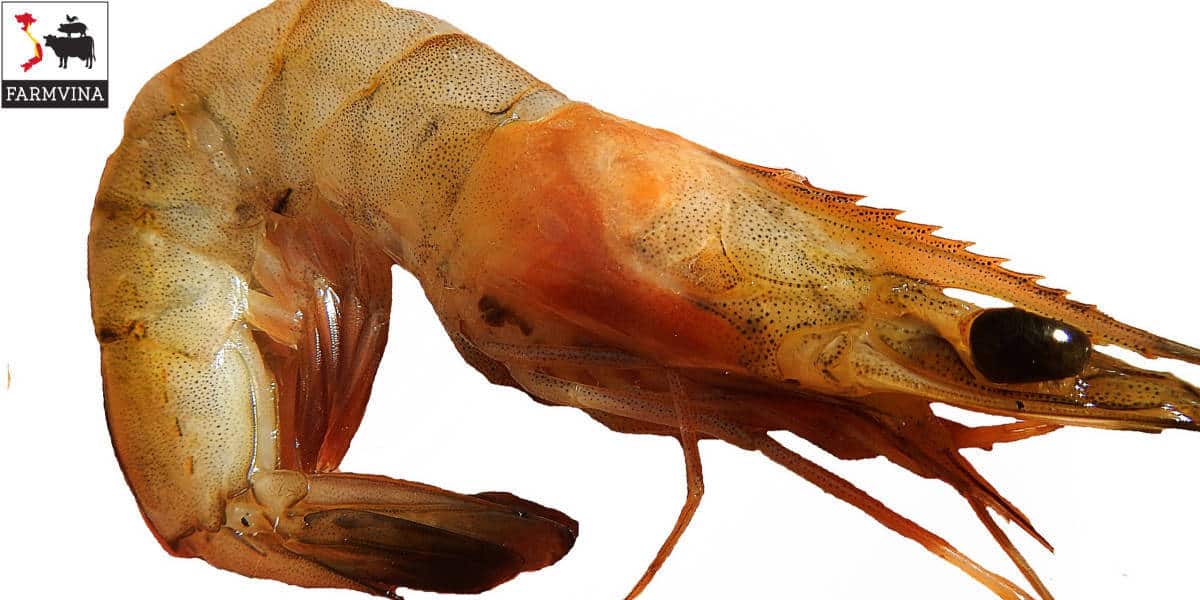 Tôm bệnh: Phòng bệnh hơn chữa bệnh