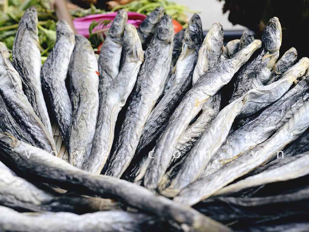 bệnh nuôi cá kèo