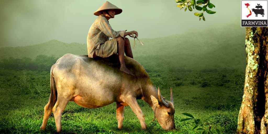 phòng bệnh cho bò