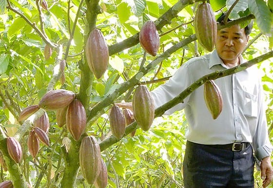 ca cao 