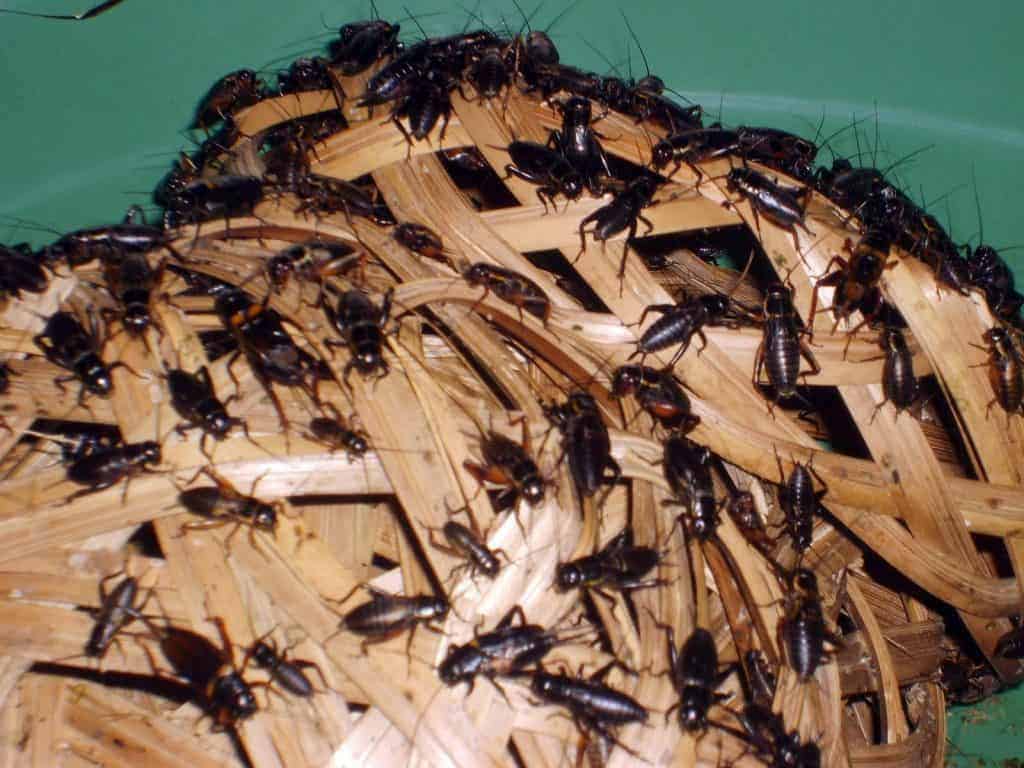 mô hình nuôi dế