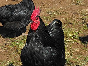 gà Australorp