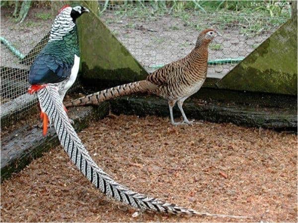 Bán - Cung cấp chim trĩ đỏ khoang cổ-chim trĩ xanh-vịt trời-vịt uyên  ương-và các loại chim | Diễn đàn Nông nghiệp Việt Nam