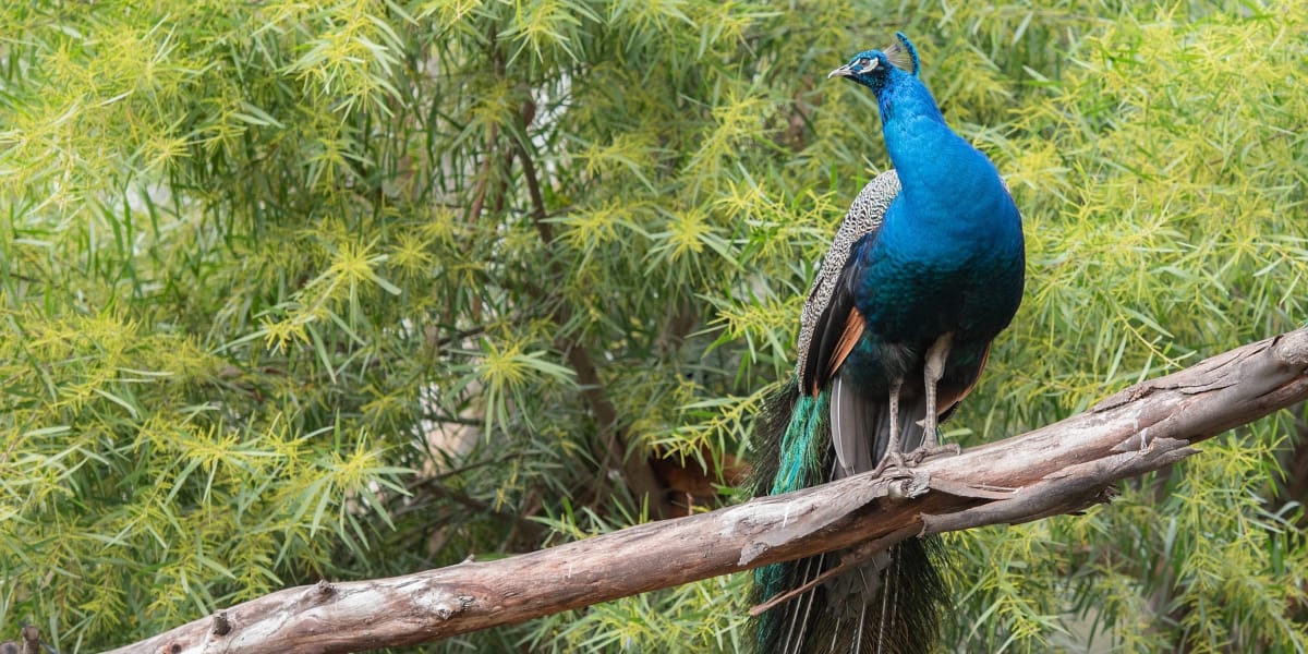 Chim trĩ Vân Nam-Reeves Pheasant – Vườn chim việt