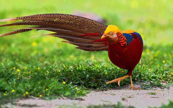 10 loài chim có lông đuôi dài tuyệt đẹp - VnExpress