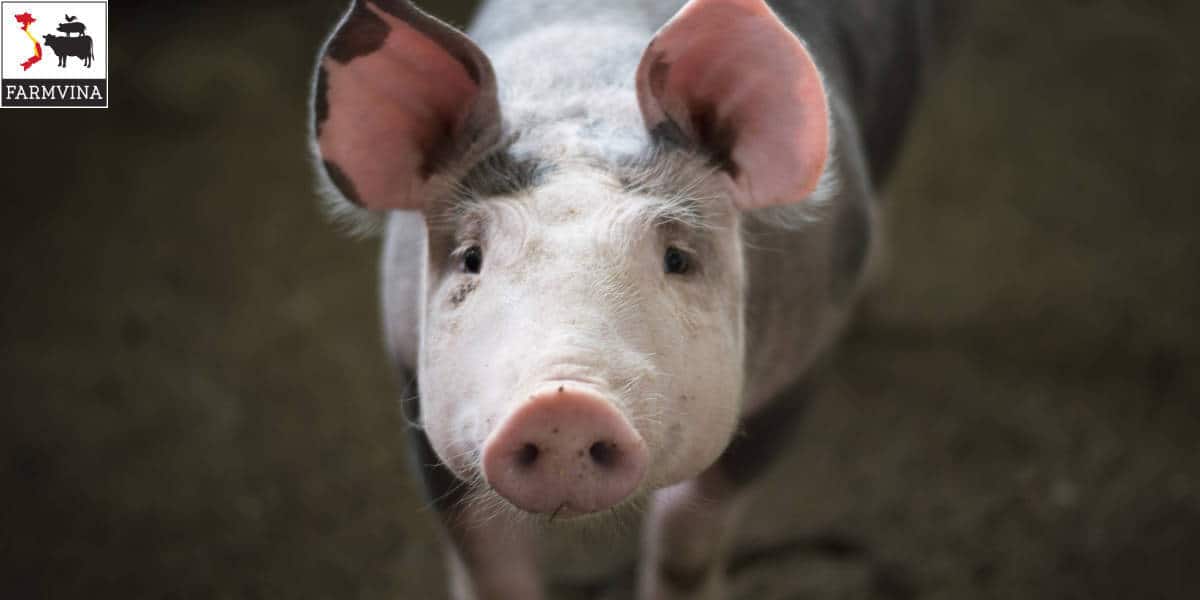 Nuôi heo thịt: Cách nuôi heo mau lớn hiệu quả