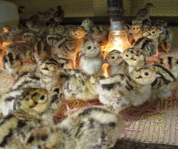 Kỹ thuật nuôi chim trĩ đỏ sinh sản làm giàu cho gia đình - Chợ Nông Sản  Khánh Hoà