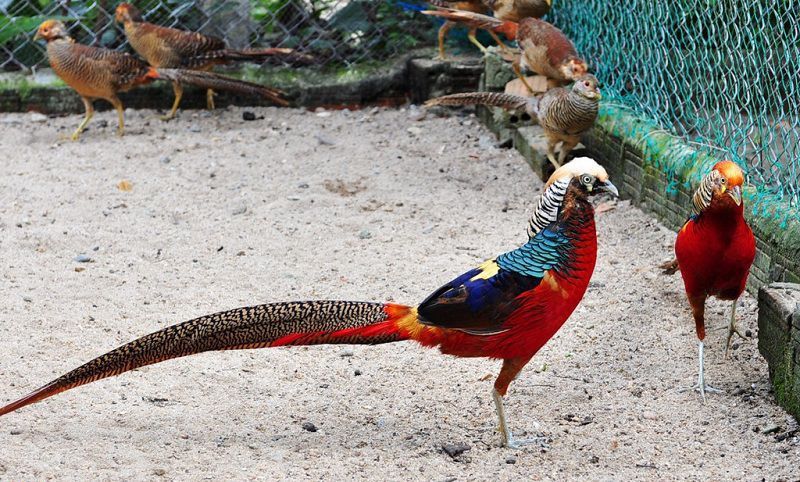 Chim trĩ 7 màu - quà Tết độc lạ vừa xuất hiện ở Hà Tĩnh