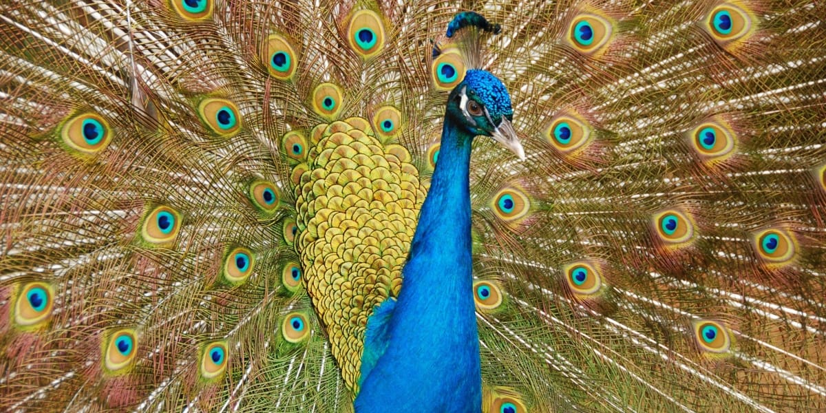 Kỹ thuật nuôi chim trĩ bảy màu sinh sản – Vườn chim việt