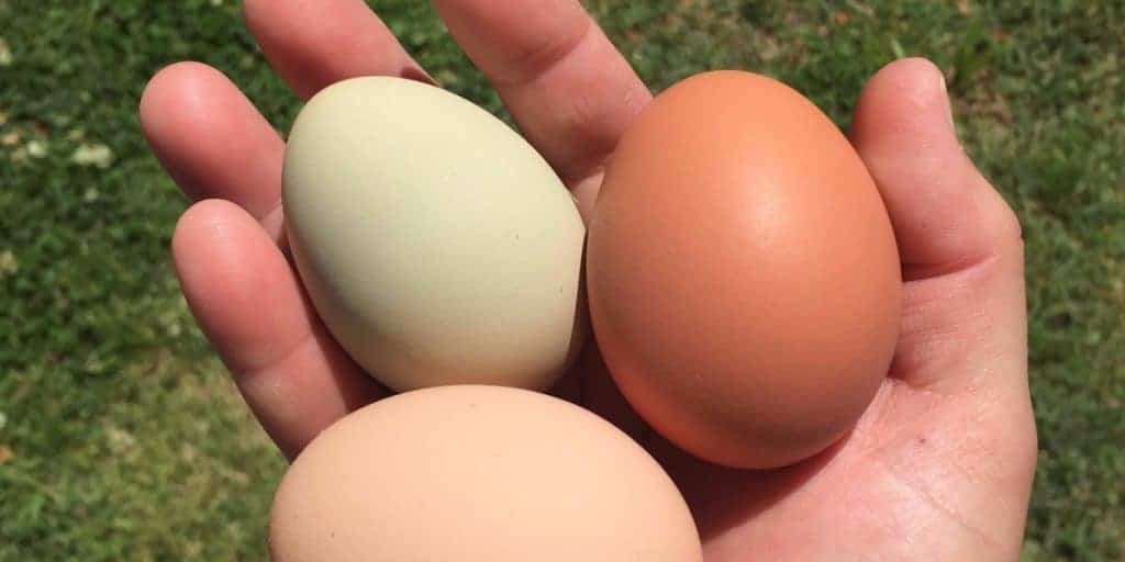 nuôi gà công nghiệp