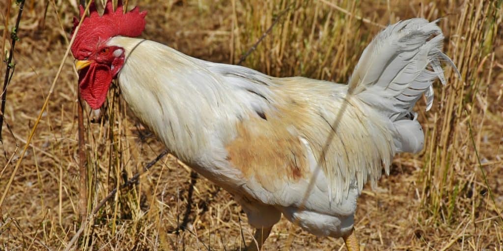 mô hình trang trại