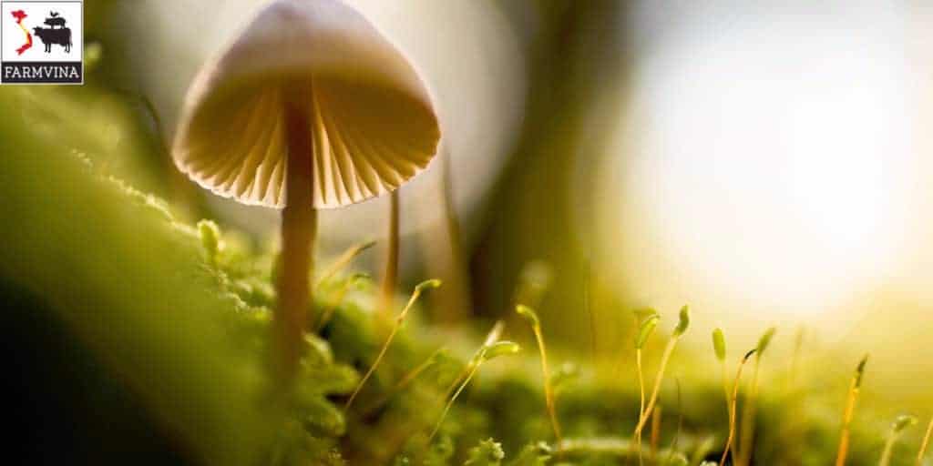 tưới nước cho nấm rơm