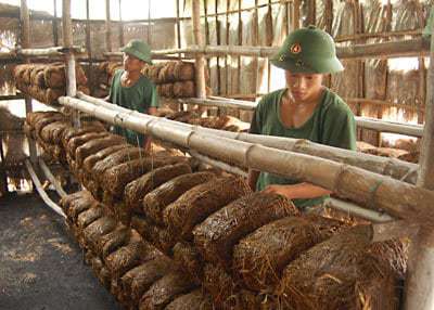 nấm rơm