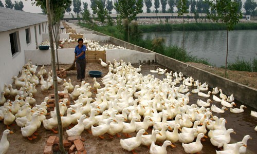 chăn nuôi vịt