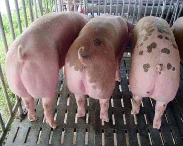 năng suất heo thịt