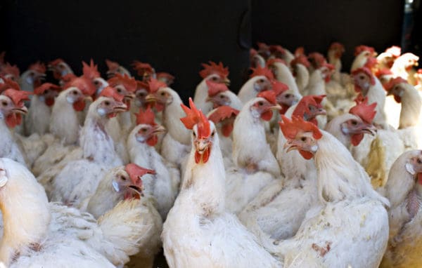 thức ăn nuôi gà công nghiệp