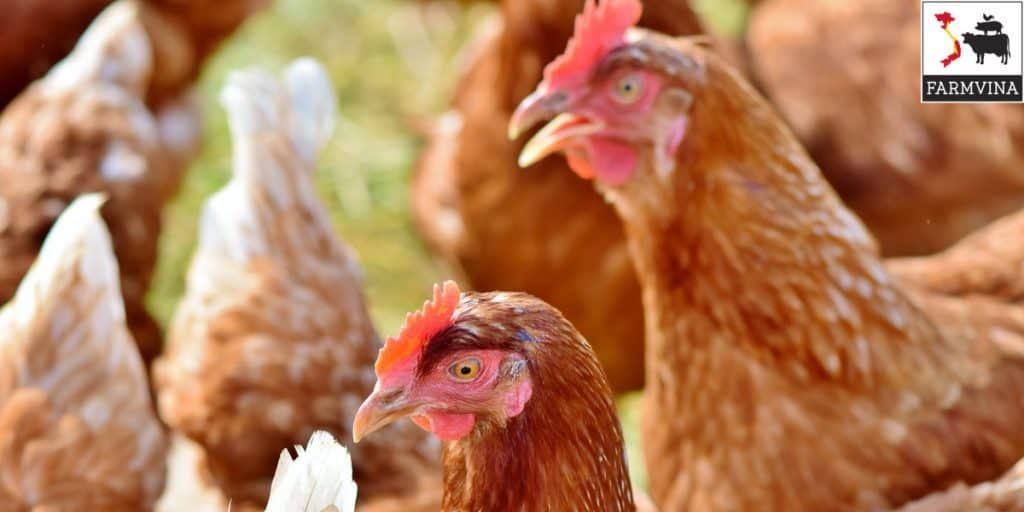 thức ăn nuôi gà công nghiệp