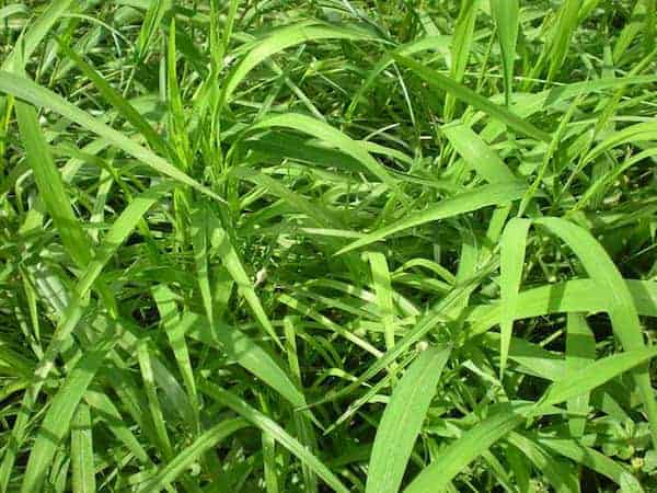 nguồn thức ăn nuôi heo rừng lai