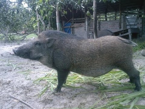 lập trang trại từ 1 triệu đồng