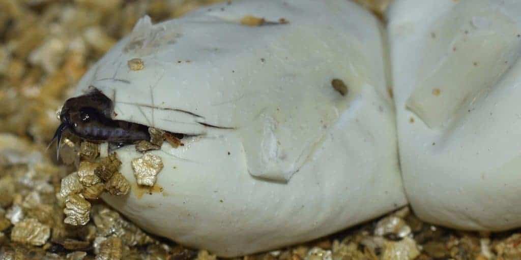 giới tính con trăn