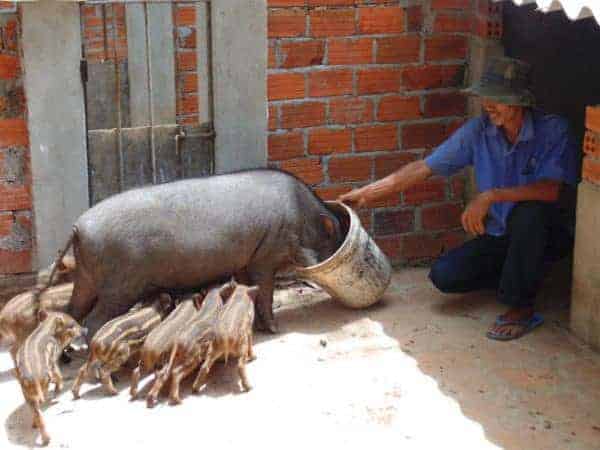 thuần chủng heo rừng